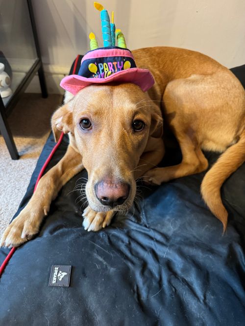 Betsy, a golden labrador/golden retriever cross-breed with dark golden fur, curled up on her black cushioned bed, gazing lovingly at the camera. Betsy is wearing a pink coloured hat that reads: Party Animal, with fabric candles sticking out the top.